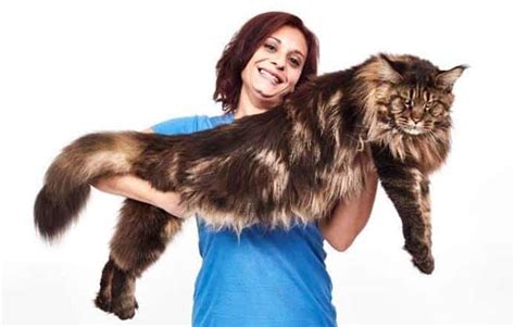 largest housecat in the world|biggest house cat ever recorded.